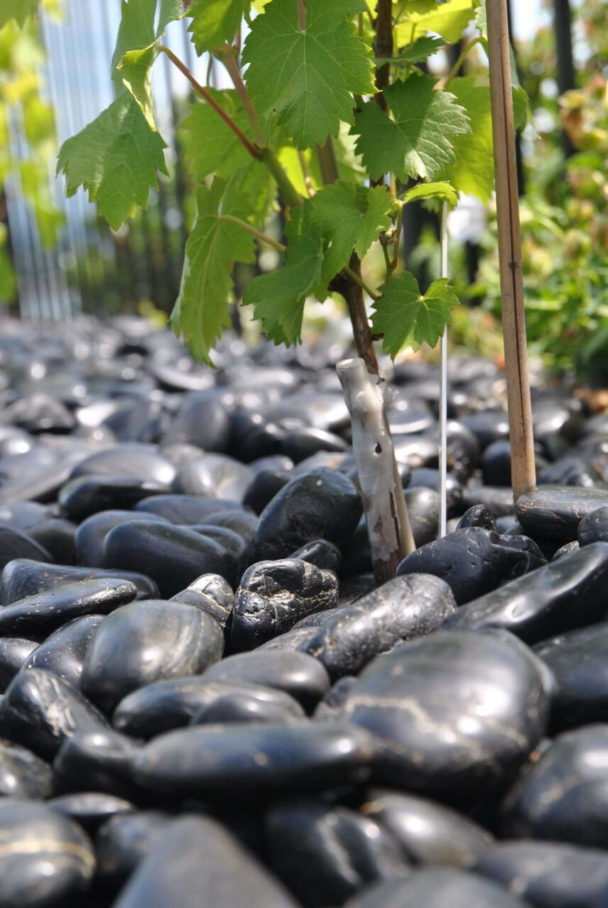 Polished Black Pebbles 1½" - 2½" 2 Polished Black Pebbles 1½" - 2½" - Image 2