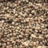 white polished pebbles small e1703197473602